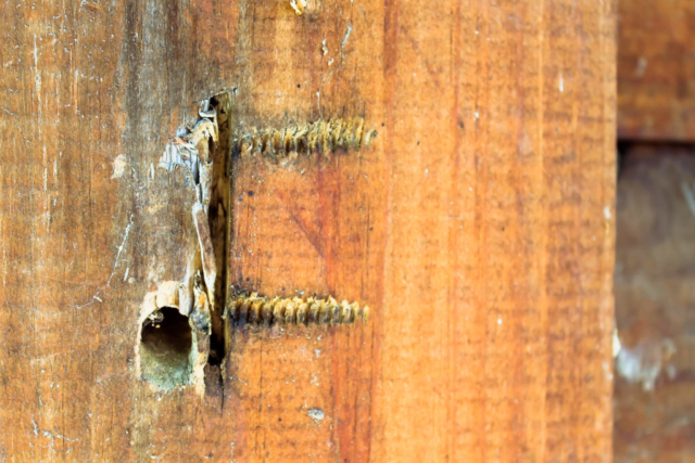 Cabin restoration | woodpecker damage